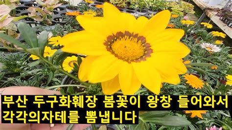 날마다꽃길두구화훼가자니아 호주매화 누운주름앵초야생화만병초등 Youtube