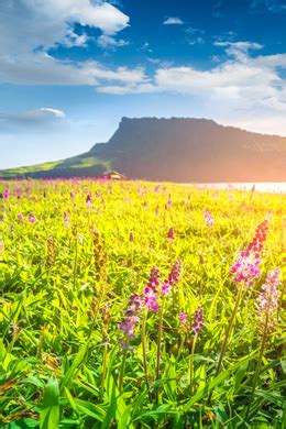 Jeju I Migliori Tour Cose Da Fare Nel Cancellazione Gratuita