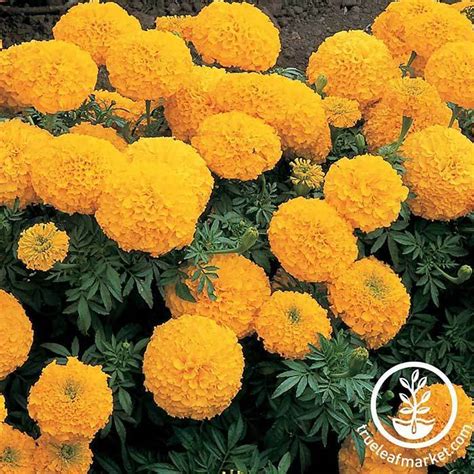 Marigold Flower Seeds Inca Ii Series Hybrid Annual Flower Garden True Leaf Market Seed