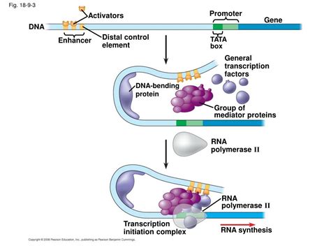 Ppt Ch Regulation Of Gene Expression Powerpoint Presentation