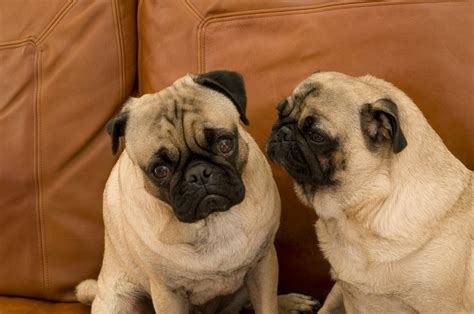 6 Common Pug Genetic Issues That Owners Should Know About Pup Fans