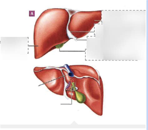 Liver Diagram Quizlet