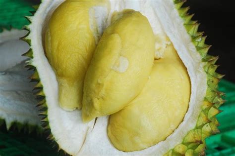 Durian Unggul Dari Banjarnegara Itu Bernama Simimang Trubus