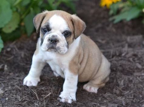 Bull Pug Pug English Bulldog Mix Info Temperament Puppies Pictures