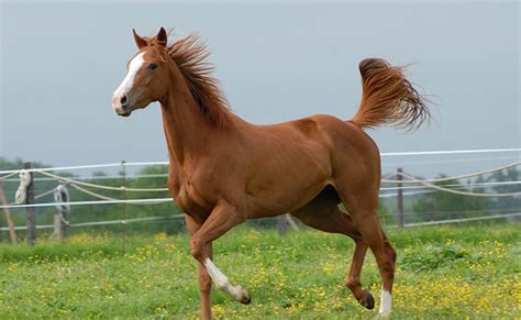 Hippophobie Peur Des Chevaux Et Des Quid S Explications