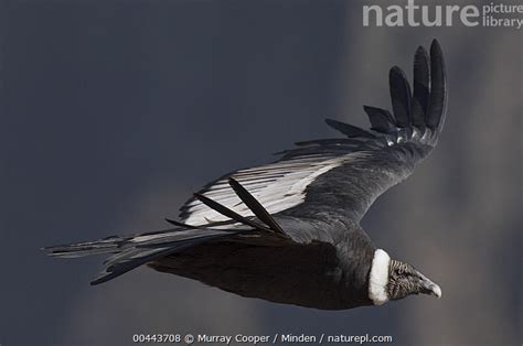 Stock Photo Of Andean Condor Vultur Gryphus Female Flying Ecuador