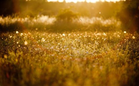 Grass Field Macro Grass Landscape Hd Wallpaper Wallpaper Flare