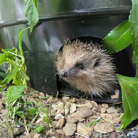 NestGuest Hedgehog House – Cosy Cabins