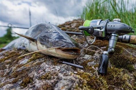 The Best Catfish Spinning Reels To Hook A Monster In Tactical Huntr