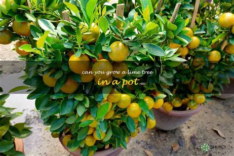 Growing Limes In A Pot How To Cultivate A Tasty And Healthy Tree