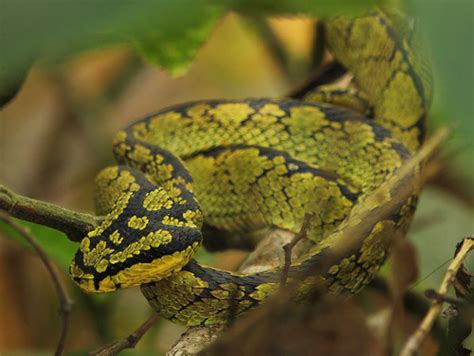 Trimeresurus Trigonocephalus Sri Lankan Green Pit Viper Flickr