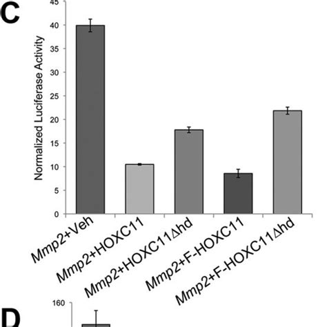 A Schematic Of Mmp2 And Mmp9 Proximal Promoter Regions With The