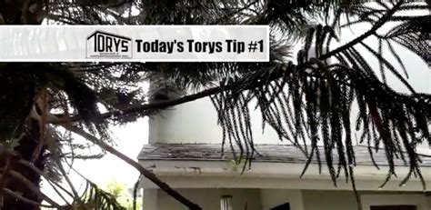 Overhanging Trees Could Cause Roof Problems Tory S Roofing And