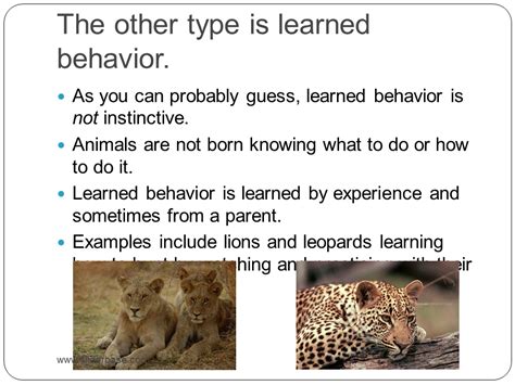 Animal Behavior Powerpoint - Presentation Plants, Animals, and Ecosystems