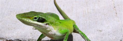 Discovery Of Genetic Secret "Recipe" For How Lizards Regrow Their Tails Could Help Human ...