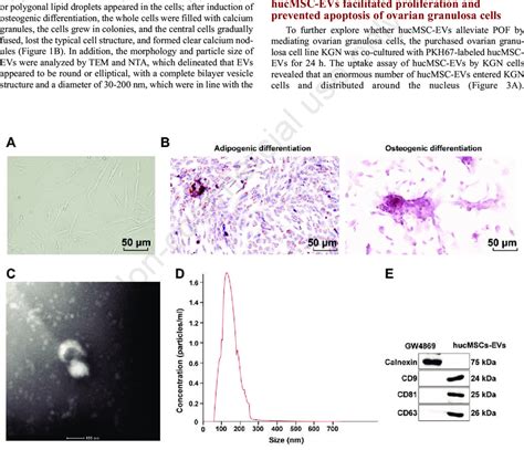 Identification Of Hucmscs And Evs A Cell Morphology Of Hucmscs