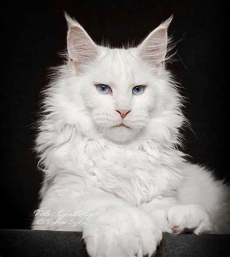 All White Maine Coon With Impressively Calm Human Expression