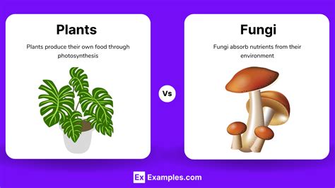 Plants vs Fungi - Differences Explained with Examples & Classifications