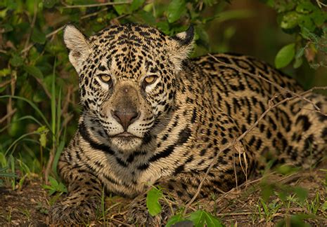 Pantanal Photography Tour – Wildlife & Birds | Greg Downing Photography