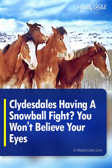 Clydesdales Having A Snowball Fight? You Won’t Believe Your Eyes