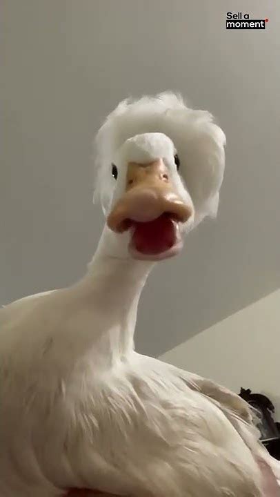 Goose Tries Tik Tok For The First Time Youtube