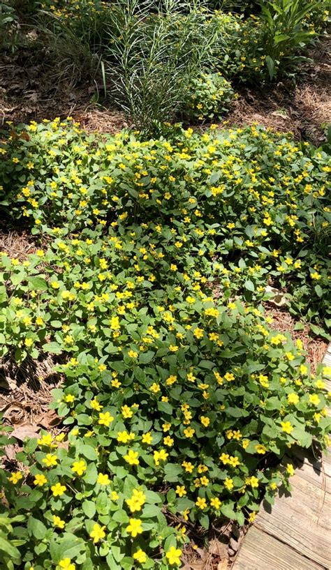 Chrysogonum Virginianum Green And Gold North Carolina Extension