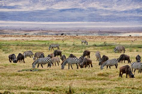 travel4pictures | blue wildebeest in Ngorongoro crater 2015