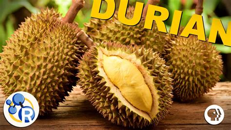 Video Why Durian Is The Smelly King Of Fruits