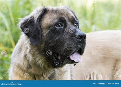 Leonberger Black Atelier Yuwaciaojp