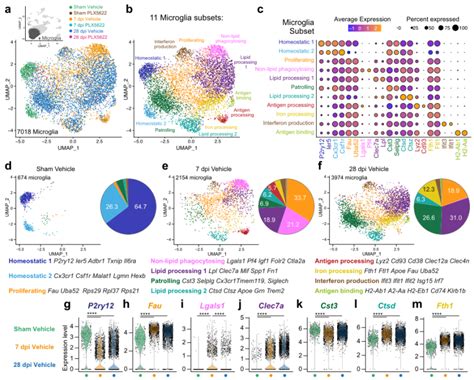 Nature Communications最新项目文章 ｜小胶质细胞在小鼠脊髓修复过程中协调细胞相互作用 知乎