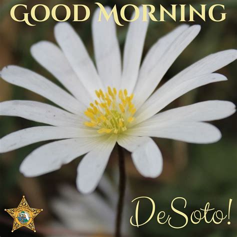 DeSoto County Sheriff's... - DeSoto County Sheriff's Office
