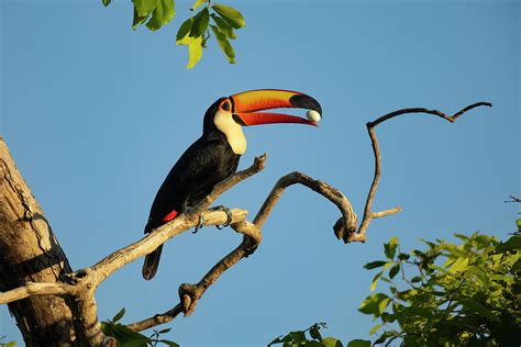 Toco Toucan Perched On Branch, Holding Egg In Its Bill, Brazil ...