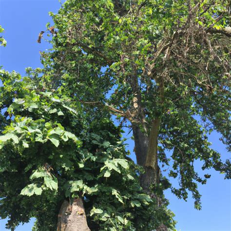 Topola Czarna Uprawa Populus Nigra W Ogrodzie Sadzonki Odmiana I