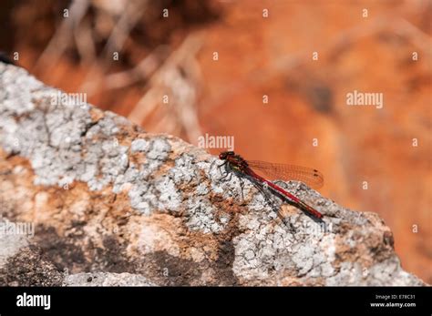 A Male Large Red Damselfly Pyrrhosoma Nymphula At Rest On A Rock In