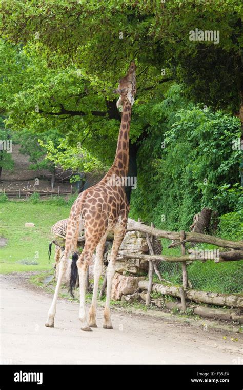 a view of colored giraffe Stock Photo - Alamy