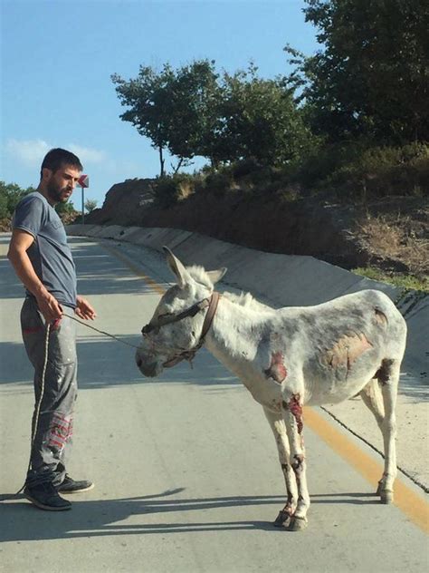 Yaralı eşeğe sahip çıktılar Son Dakika Haberler