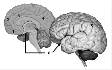 Overview Of The Main Brain Regions Comprising The Default Mode Network Download Scientific