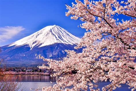 Mt. Fuji Cherry Blossom One Day Tour From Tokyo