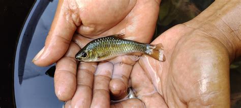 Smallest Fish In The World Ever Caught