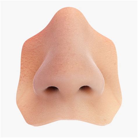 3d Nose Models Turbosquid