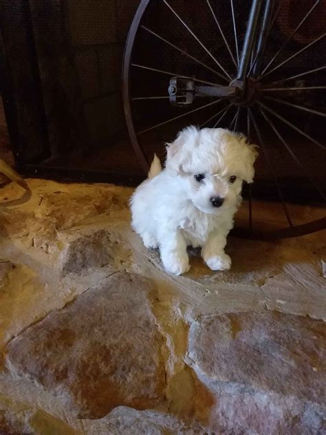 Melisa Evans Bichon Frise Puppies For Sale In Esmont Va Akc