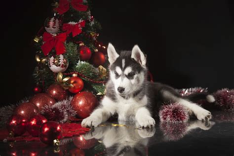 Christmas Huskies