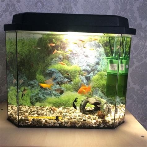 Аквариум 30 литров: какие рыбки подойдут, как обустроить