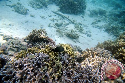 Terumbu Karang Di Pantai Binor Probolinggo Rusak ANTARA News