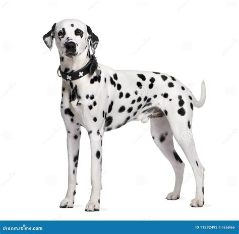 Dalmatian Standing In Front Of White Background Stock Photo Image Of