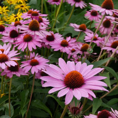 Purple Coneflower Echinacea Purpurea Magnus Garden Flower With Drought