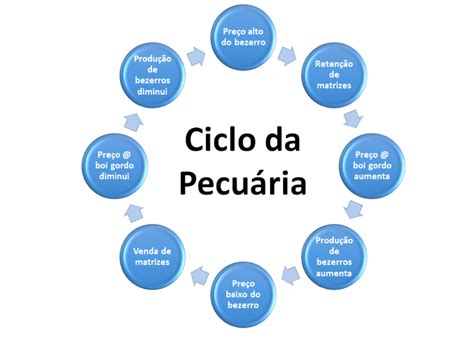 Ciclo pecuário do gado de corte entenda o que é Boi Saúde