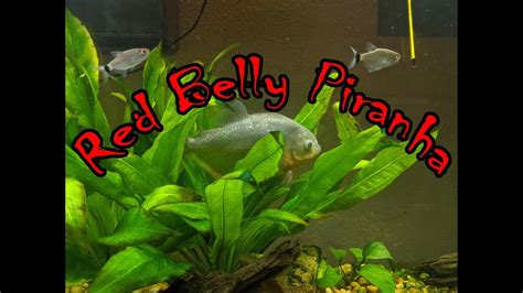 Piranha Feeding Frenzy Youtube