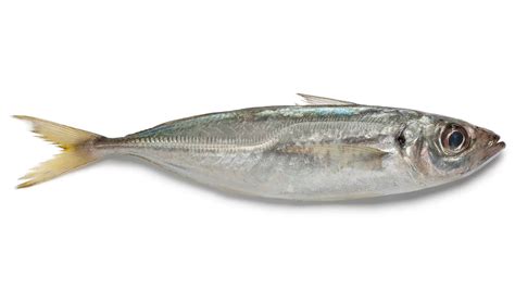 Horse Mackerel | Evimare Fish