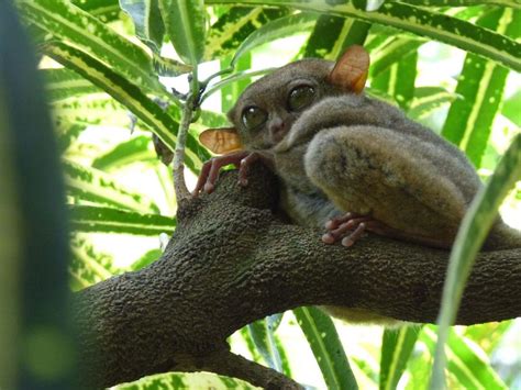 Tarsier – ScienceBorealis.ca Blog